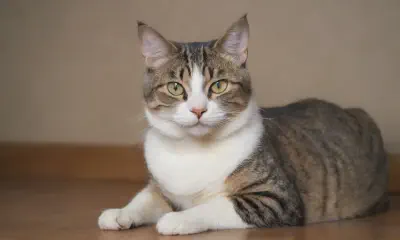 Neutering Cats: A Comprehensive Guide