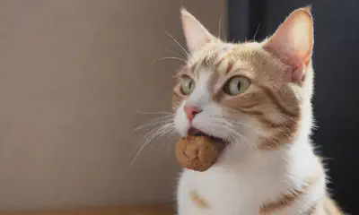 Irresistible Cat Treats: A Delight for Your Feline Friend