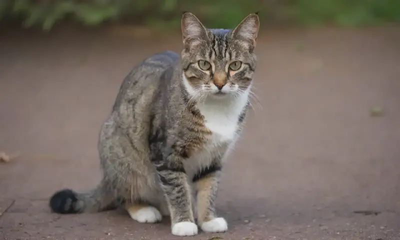 Feral Cats: Understanding and Managing Outdoor Felines