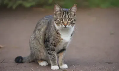 Feral Cats: Understanding and Managing Outdoor Felines