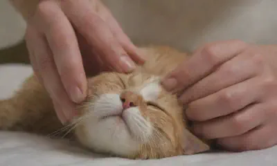 Cat Nail Trimming: A Step-by-Step Guide for Cat Owners