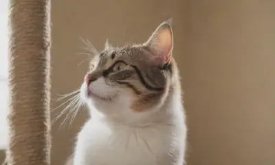 Scratching Solutions for Your Cat: A Purrfect Guide